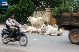 Cow-sually resting in the highway.