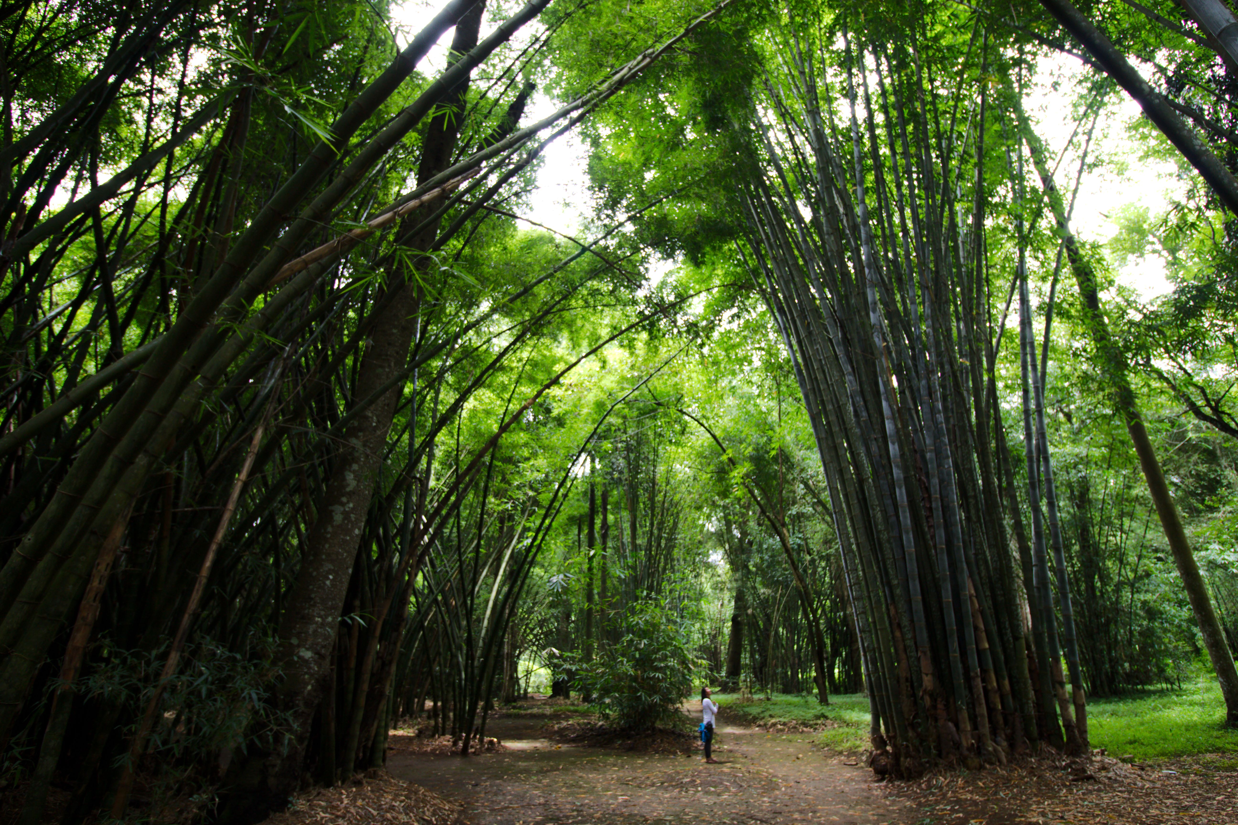 Pyin Oo Lwin – The Flower City